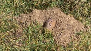 gopher digging