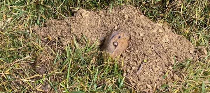 Protected: What to Do When You Notice Fresh Gopher Mounds in Your Yard in Sonoma County