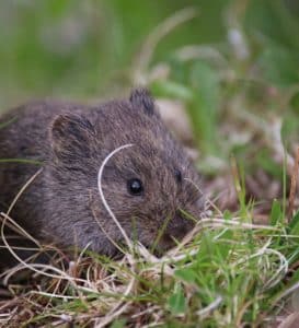 vole