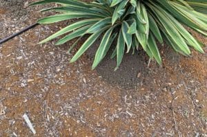 shrub with damage from a pest