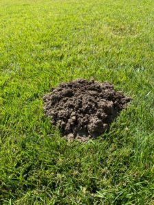 mound of dirt from a pest