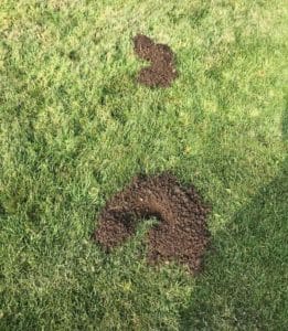 dirt mounds on grass