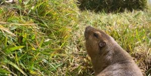 gopher peeking his head out of a hole