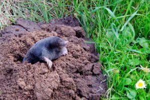 mole peeking out of molehill
