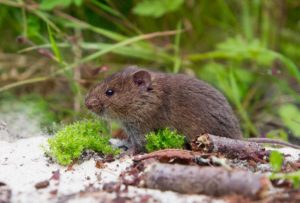 vole in natural habitat
