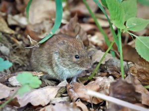 vole out of his tunnel