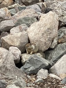 Ground Squirrel on rocks