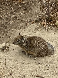 Ground Squirrel in dirt