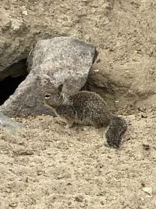 Ground Squirrel near a rock