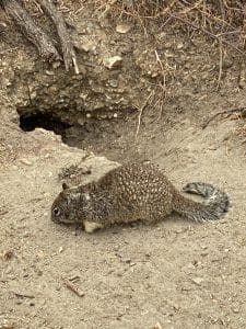 Ground Squirrel in dirt