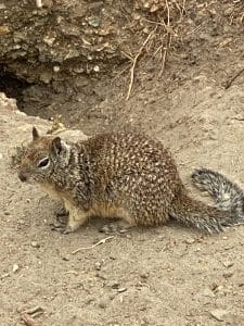 Ground Squirrel close up