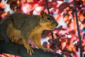 Tree Squirrel in red leaves
