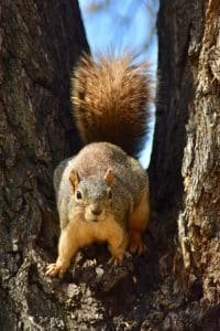 Tree Squirrel in Tree