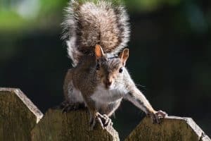Tree Squirrel on Fence