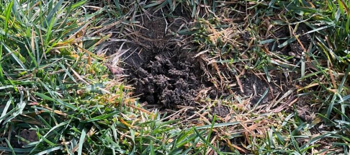 You See A Mound in Your Yard – Now What?