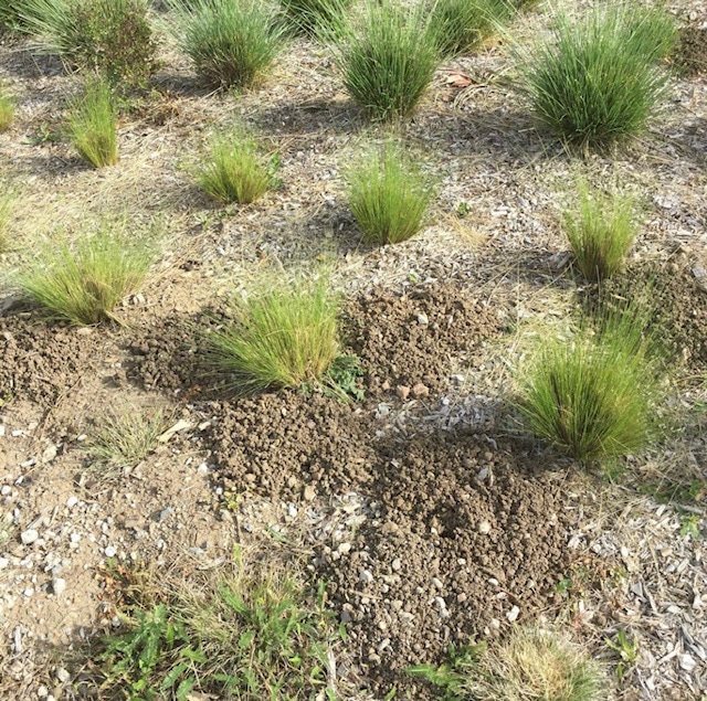 Gopher Breeding Season in California | Gopher Team