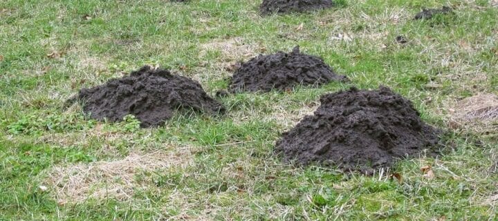 Top 3 Signs of Moles to Look For