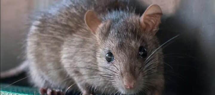 A Guide to Common Backyard Pests in California