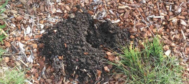 Do You Need Ongoing Gopher Control?