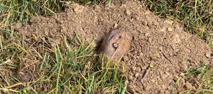 Summertime Pest Control in California