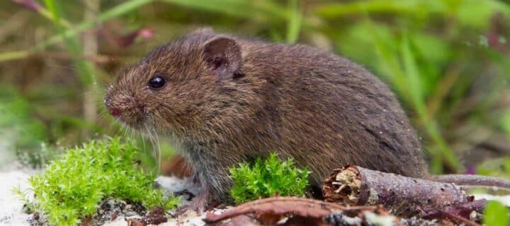 A Guide to Vole Activity Throughout the Year