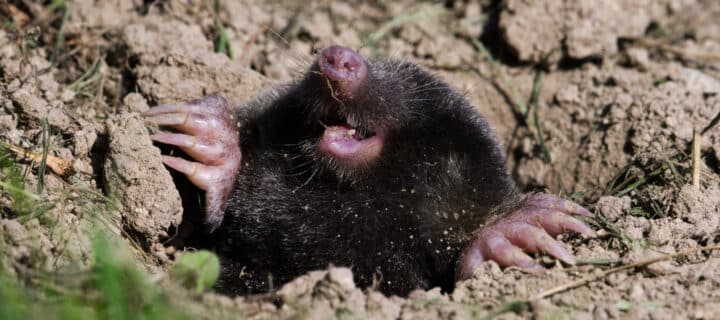 Protected: Can Mole Activity Cause Long-Term Lawn Damage in California?