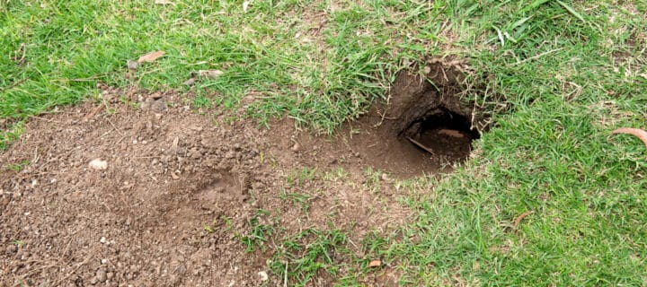 Protected: Gophers and Moles in California: What Homeowners Should Know