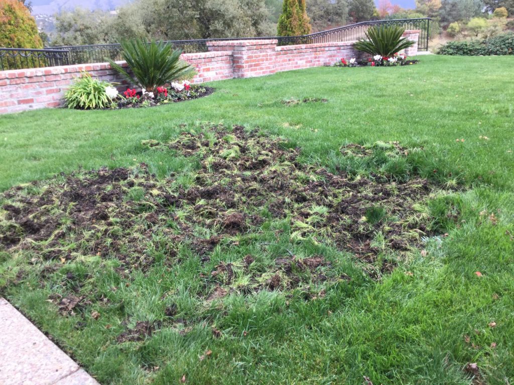 Grub damage