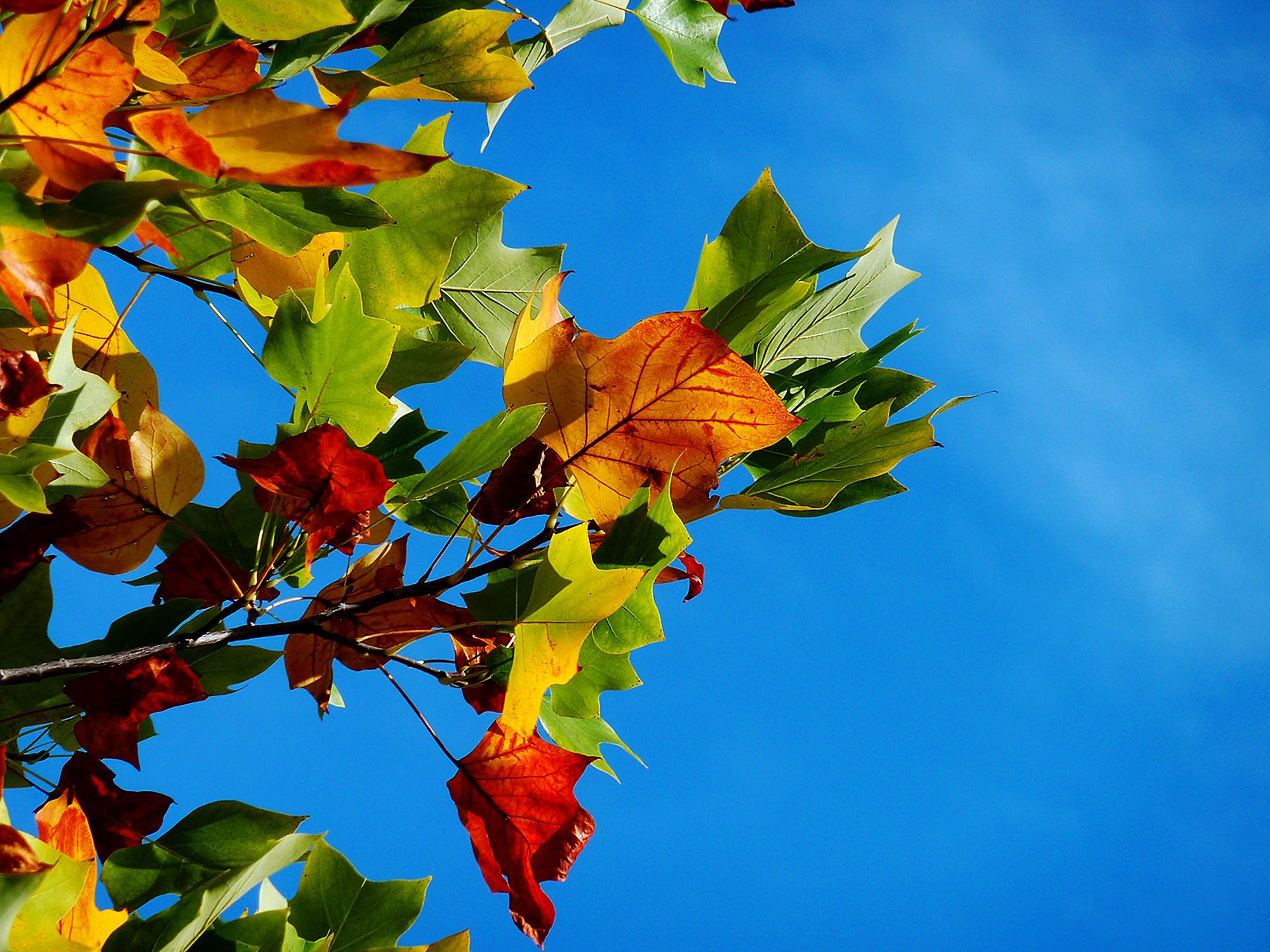 Fall Leaves